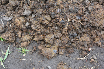 A close-up on organic fertilizer, cow manure to replenish the soil to grow organic vegetables and increase crop yields.