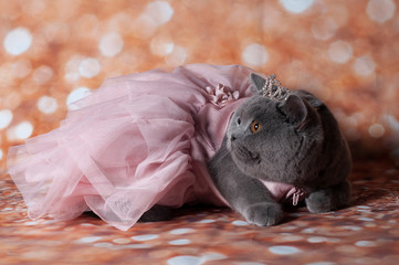 cat in the dancing dress