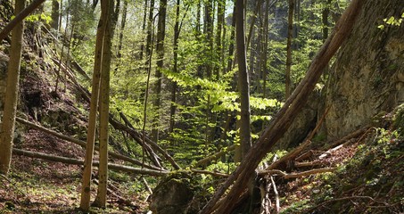 Panorama in der wilden Wolfsschlucht im Inntal