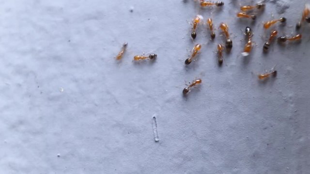 Close uo of the red ants are walking on the wall with food. Group of ants are transporting food back to the nest.