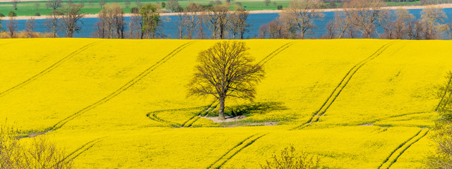 Schleswig-Holstein, Rapsblüte an der Ostseeküste im April