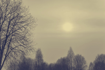 The sun at dawn on a cold cloudy morning. Early spring. The branches of the trees in a blur. Toning.