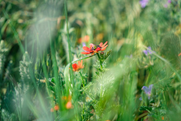 Red flower close-up in spring blooming wild field full of greenery