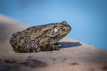 frog in the pond