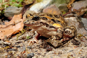 Gemalter Scheibenzüngler (Discoglossus pictus) - Spanien / Mediterranean painted frog - Spain