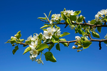 fresh spring apple tree flowers against blue sky