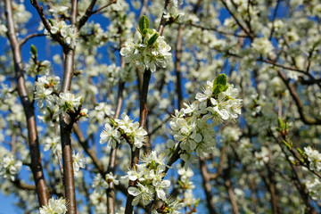 beautiful spring apple tree flowers background