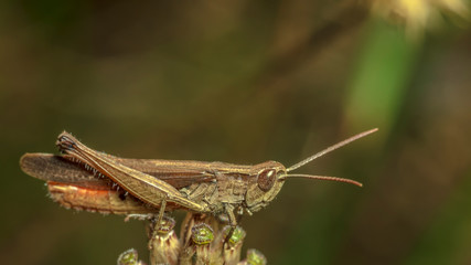 grasshopper 22