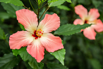 Terracotta pinkish hibiskus blossom with some water drops on petals © Вадим Шерезданов