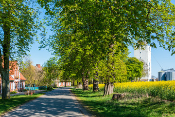 Schleswig-Holstein, Rapsblüte an der Ostseeküste im April