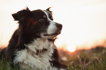 Black and White Border Collie Poses for Portrait Outdoors in Countryside with Sunset Behind