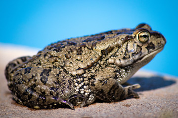frog on the ground
