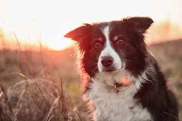 Black and White Border Collie Poses for Portrait Outdoors in Countryside with Sunset Behind