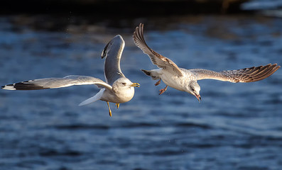 Two gulls fight over the water