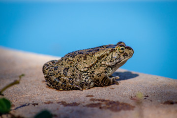 frog on the ground