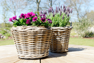 petunia and lavender in the basket  flowering in the garden on wooden table in summer