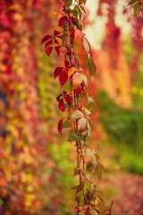 Wild grape red leaves