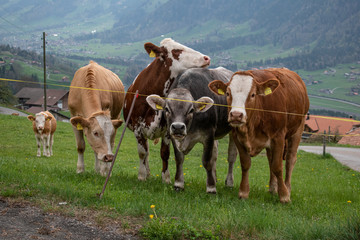 Fototapeta na wymiar Beautiful swiss cows. Alpine meadows. Mountains.