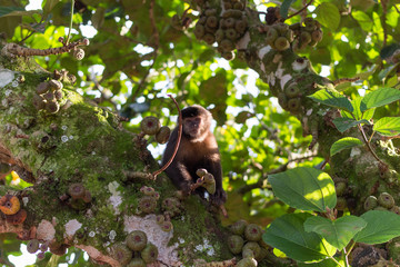 Monkey on the tree