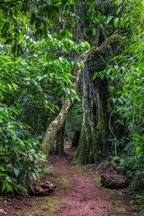 Path in the jungle 