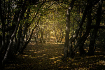 sunset light on forest path, natural woods landscape