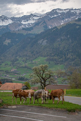 Fototapeta na wymiar Beautiful swiss cows. Alpine meadows. Mountains.