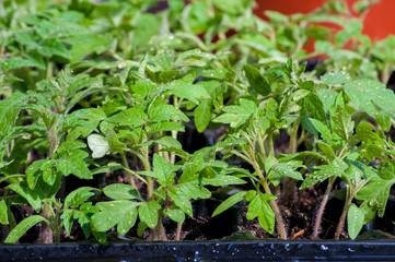 seedling of tomatoes growing in black plastic cell germinating tray close up