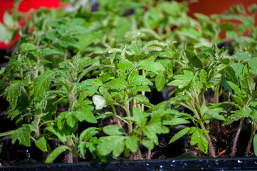 seedling of tomatoes growing in black plastic cell germinating tray close up