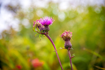 夏の北アルプス後立山連峰の八方尾根で咲いていたアザミ