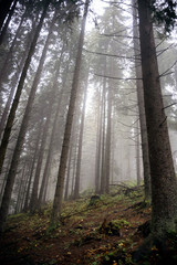 Fog in forest on mountain