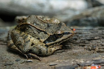 Caucasian frog (Rana macrocnemis)