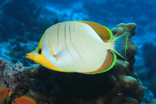 Yellowhead butterflyfish underwater in the tropical coral reef