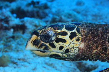 Head of Hawksbill sea turtle