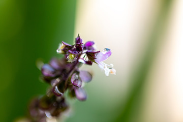 Naklejka premium Basil flowers in a herbal plant garden