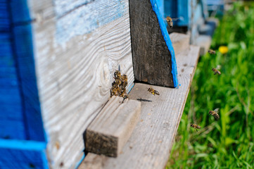 Honey bees swarm in the hive. Workers bees arrive and fly away, guard bees guard the entrance from violators.