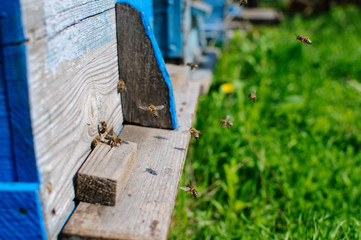 Honey bees swarm in the hive. Workers bees arrive and fly away, guard bees guard the entrance from violators.