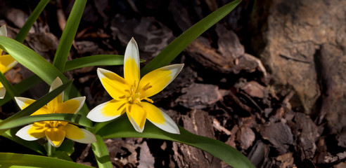 Biało żółty tulipan w ogrodzie.