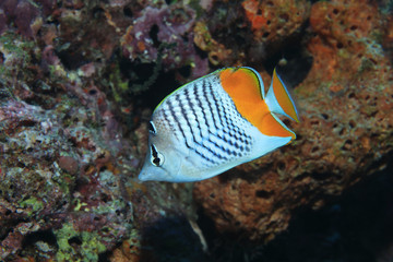 Naklejka na ściany i meble Seychelles butterflyfish underwater in the Indian Ocean