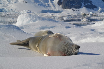 Viaje expedicion Antartida © Miguel
