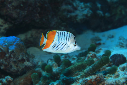 Seychelles butterflyfish underwater in the Indian Ocean