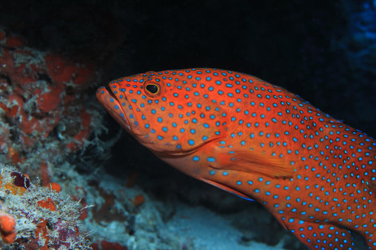 Coral hind grouper fish