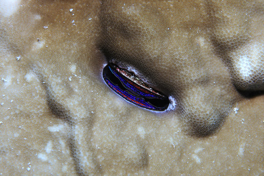 Iridescent coral scallop