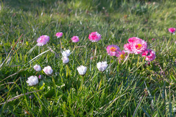 Obraz premium White and pink daisies in green grass. Spring background.