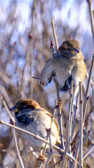 Winter sparrow