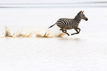 Fototapeta na wymiar Common or Plains Zebra (Equus quagga) running fast in splashing water, Ngorongoro crater national park, Tanzania