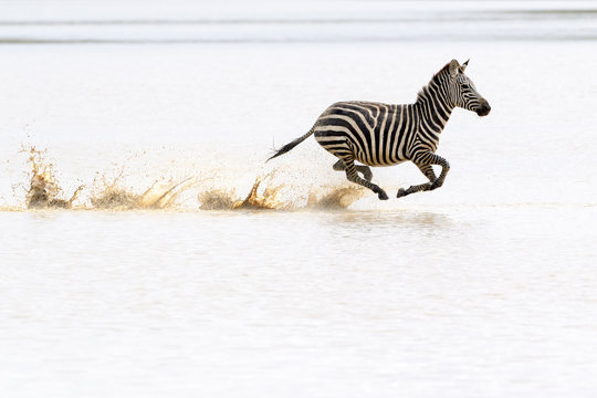 Common or Plains Zebra (Equus quagga) running fast in splashing water, Ngorongoro crater national park, Tanzania