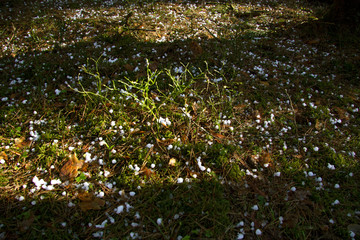 Large pea snow or hail lies on a forest clearing. on the sunny strip you can see moss, spruce needles, bark, blueberry bush is beginning to bloom