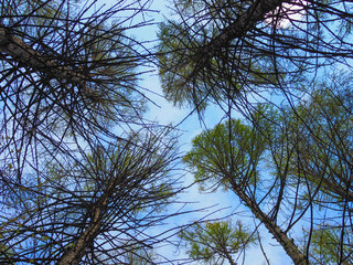 Looking up pine trees crowns branches in woods or forest. Woodlands of Slovenia. Bottom view wide angle background photo. Tops of trees from ground view.