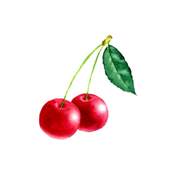 watercolor berries of red cherry