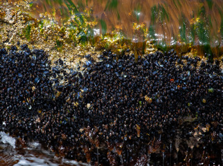 Texture (seaweed and seashells )